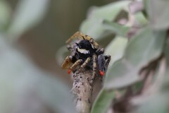 Phidippus arizonensis