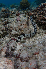 Myrichthys colubrinus