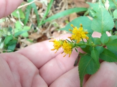 Bidens chiapensis