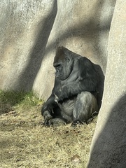 Gorilla