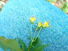 Bidens chiapensis