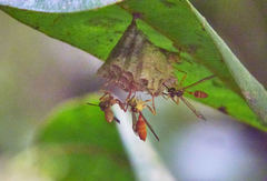 Mischocyttarus angulatus