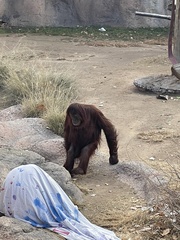 Pongo