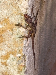 Anolis oxylophus
