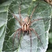 Grass Spiders - Photo (c) tessamannari, some rights reserved (CC BY-NC)