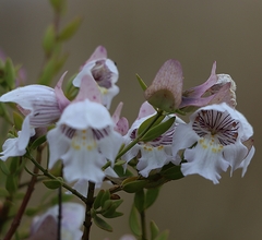 Prostanthera striatiflora