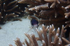Neoniphon sammara