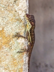 Anolis oxylophus