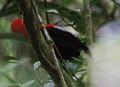 Rupicola peruvianus