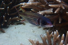 Neoniphon sammara