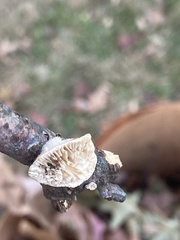 Trametes hirsuta