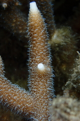 Acropora pulchra