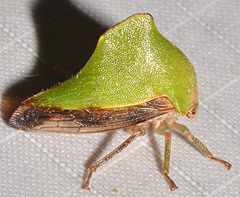 Telamona excelsa