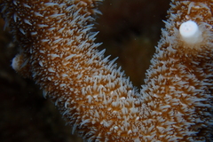 Acropora pulchra