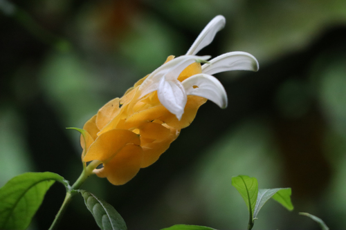 Pachystachys lutea