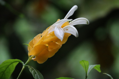 Pachystachys lutea