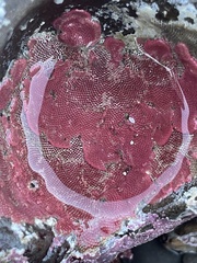 Integripelta