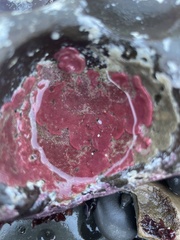 Integripelta