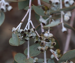 Eucalyptus gillii