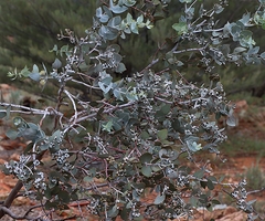 Eucalyptus gillii