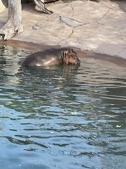 Hippopotamus