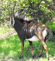 Hippotragus niger niger