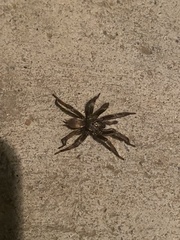 Calisoga longitarsis