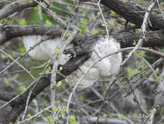 Chiromantis xerampelina