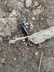 Euborellia annulipes