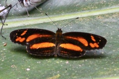 Castilia eranites