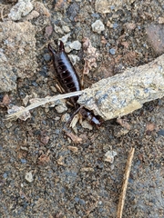 Euborellia annulipes