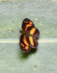 Castilia eranites