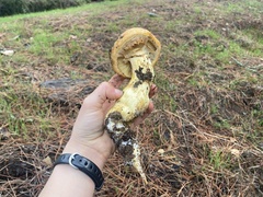 Gymnopilus ventricosus