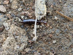 Euborellia annulipes