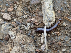 Euborellia annulipes