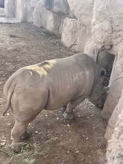 Ceratotherium