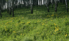 Hemerocallis minor