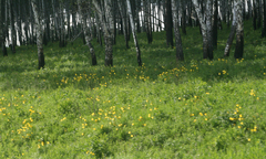 Hemerocallis minor