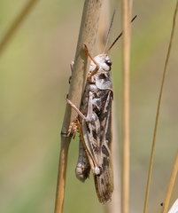 Pardalophora apiculata