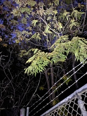 Ailanthus altissima