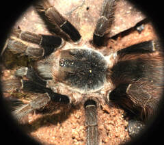 Proshapalopus amazonicus