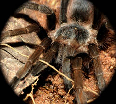 Proshapalopus amazonicus