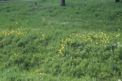 Hemerocallis minor