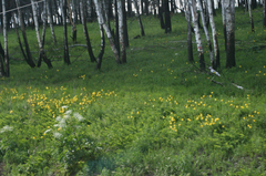 Hemerocallis minor