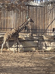 Giraffa