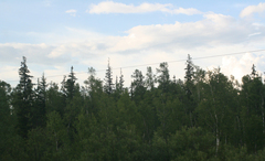 Abies sibirica