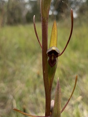 Orthoceras strictum