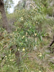 Acacia rupicola
