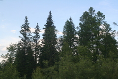 Abies sibirica
