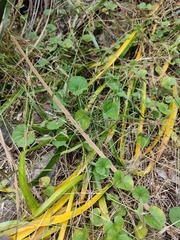 Dichondra repens